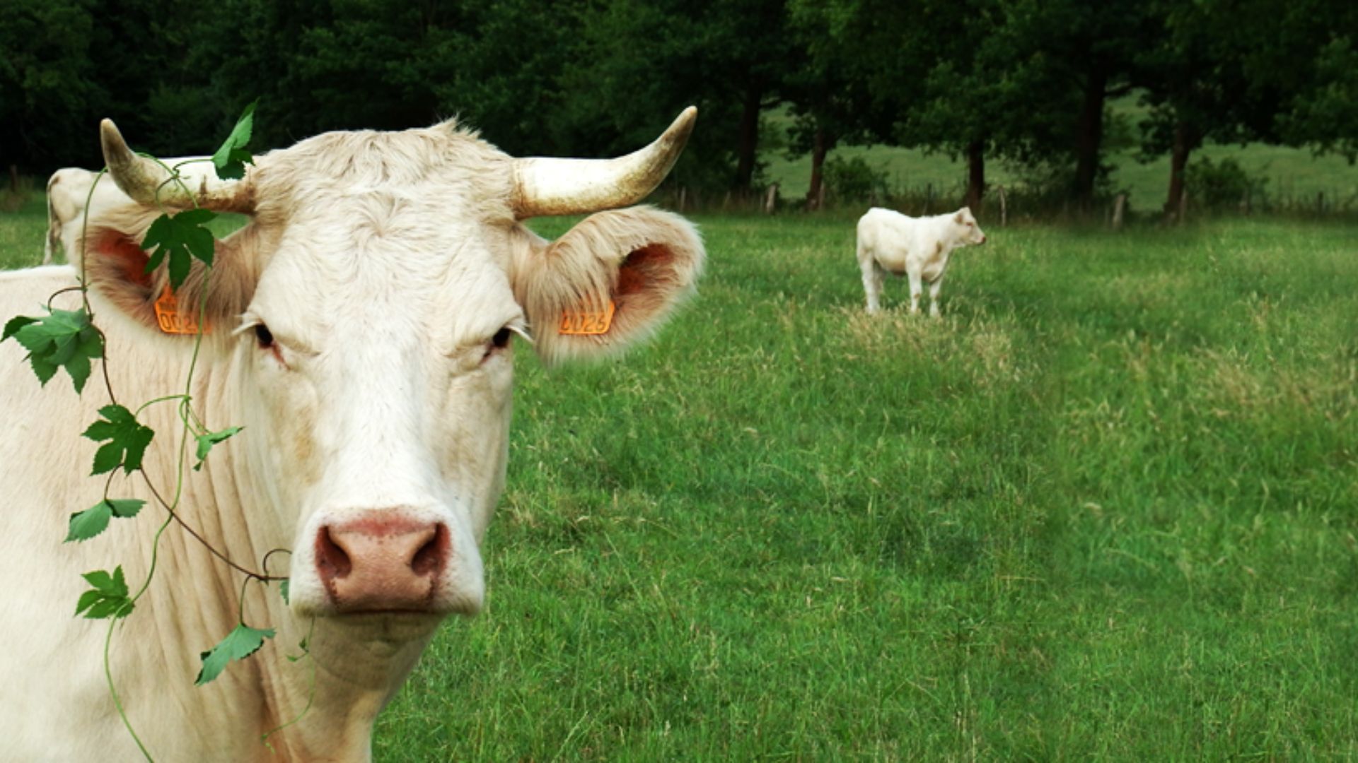 Vache charolaise de la ferme Charolaise de la ferme de Hoeffel