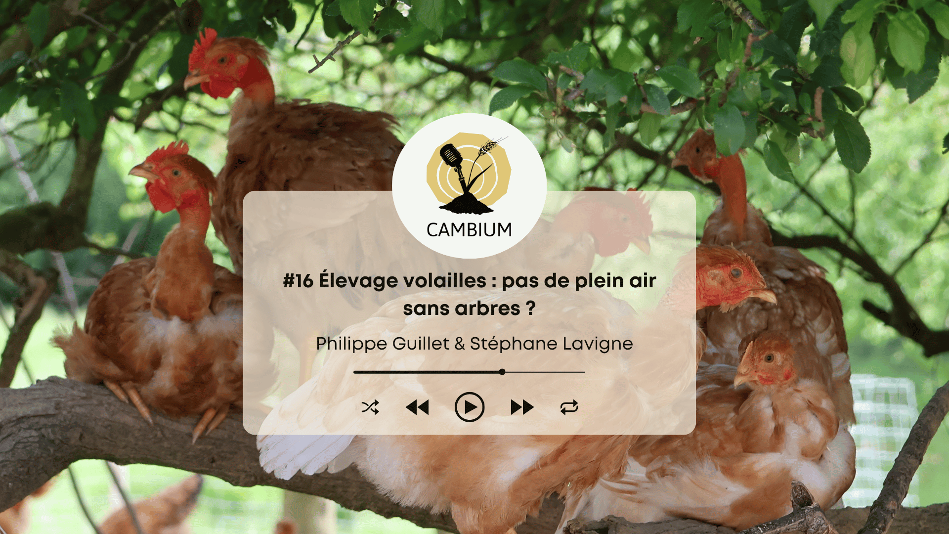 Vignette épisode