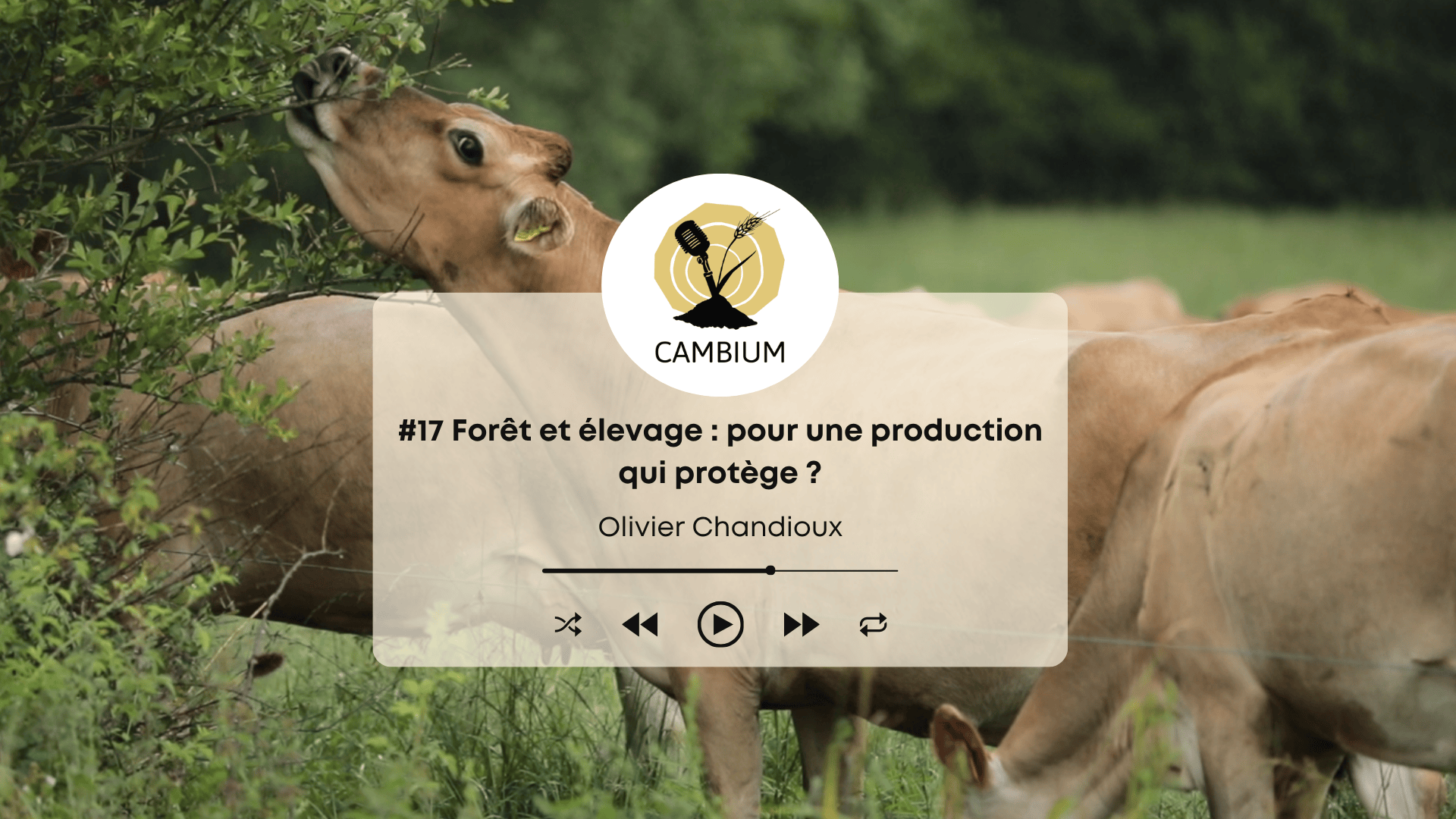 Vignette épisode 17 Cambium